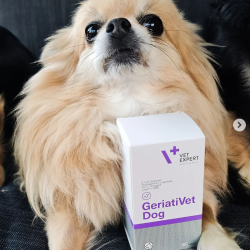 GeriatiVet Dog