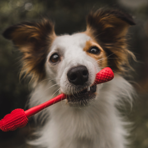 Kong Brush – szczotka do czyszczenia zabawek